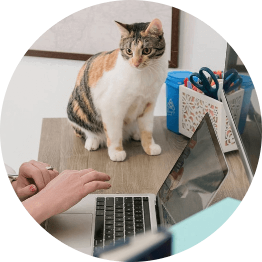 Luxcentric cat sitting next to keyboard